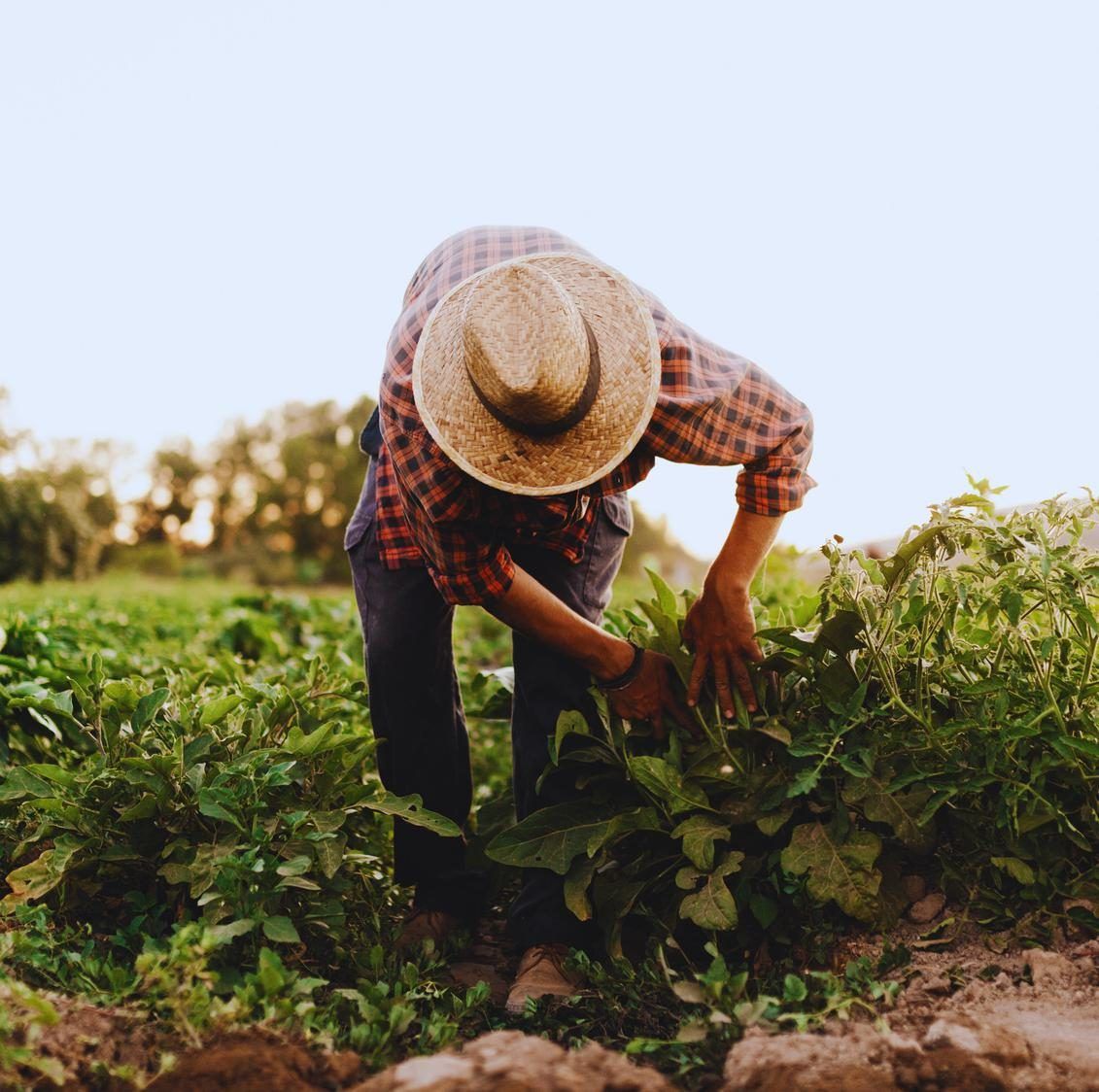 A man in a straw hat and checked shirt bending over green plants in a field