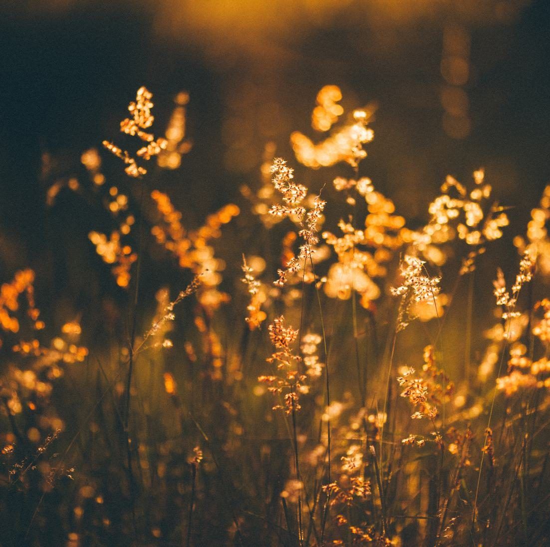 Wild grasses and flower plumes backlit by warm golden light against a dark background