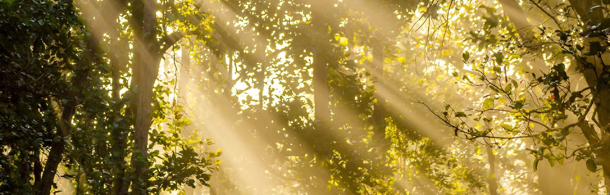 Rays of sunlight falling through the leaves of a dense forest