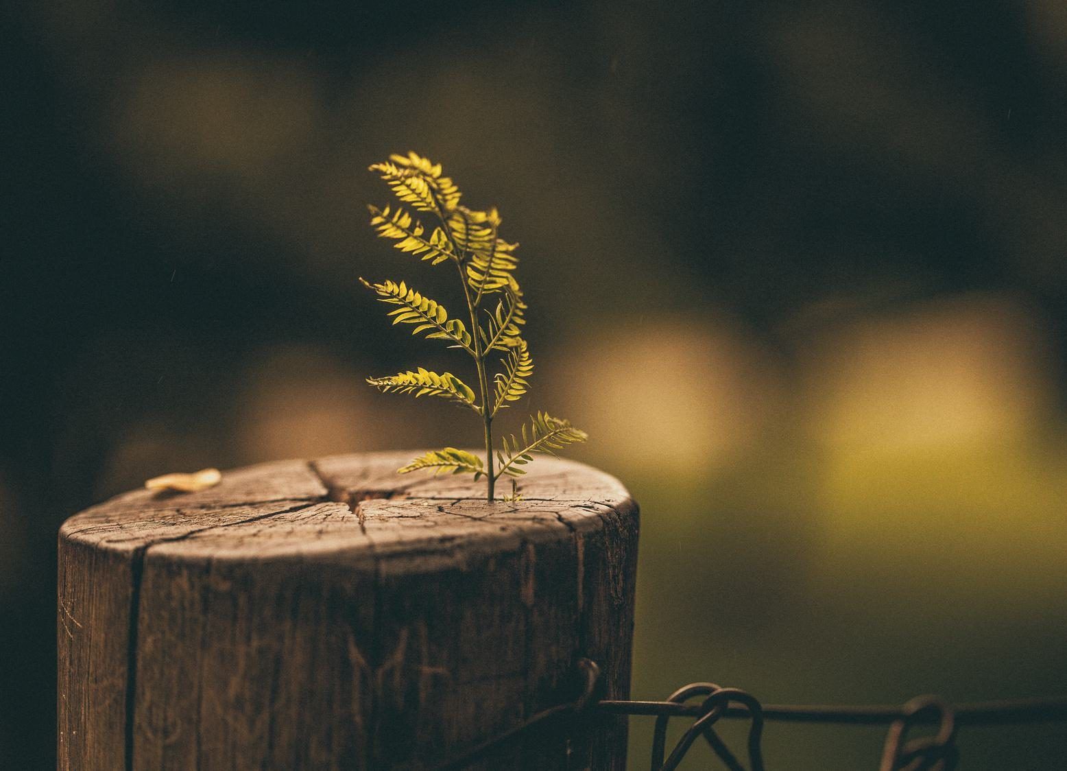 A young fern sprout growing out of a weathered wooden post against a blurred dark green background