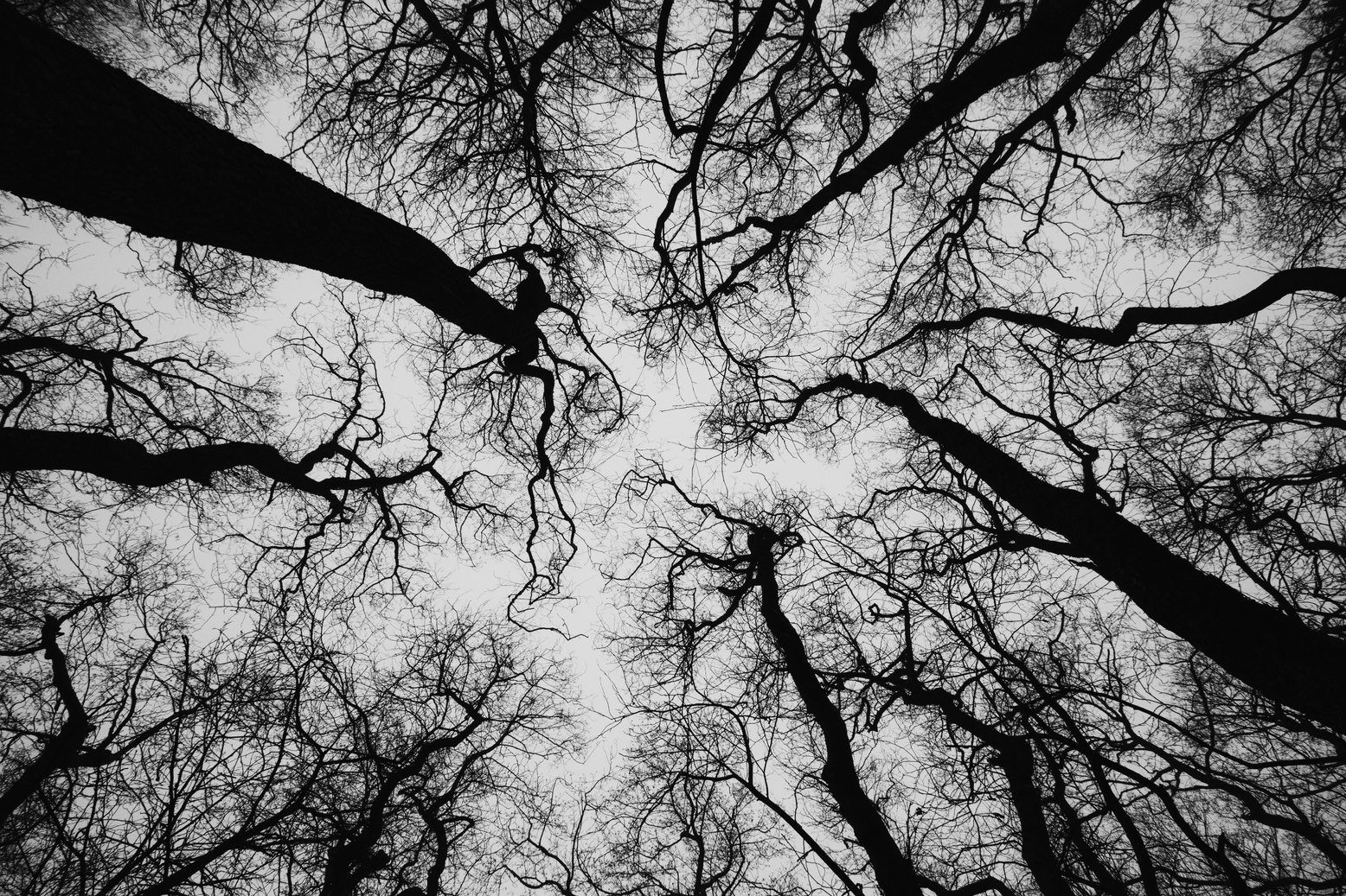 Black-and-white photo of bare treetops, taken from below against a pale sky