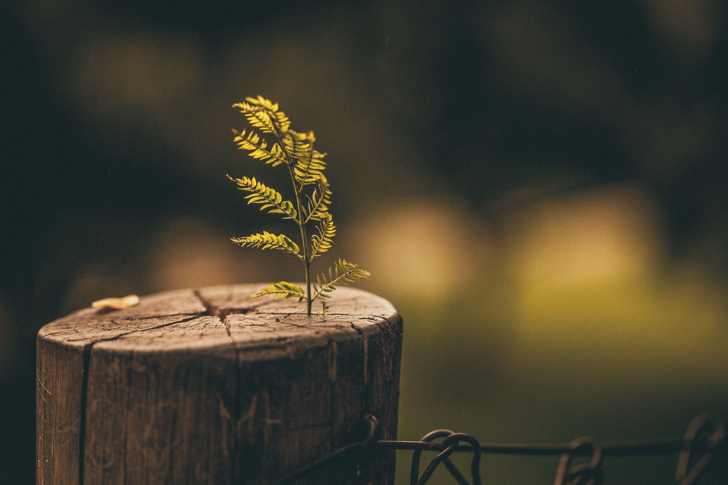 A small fern growing out of a tree stump